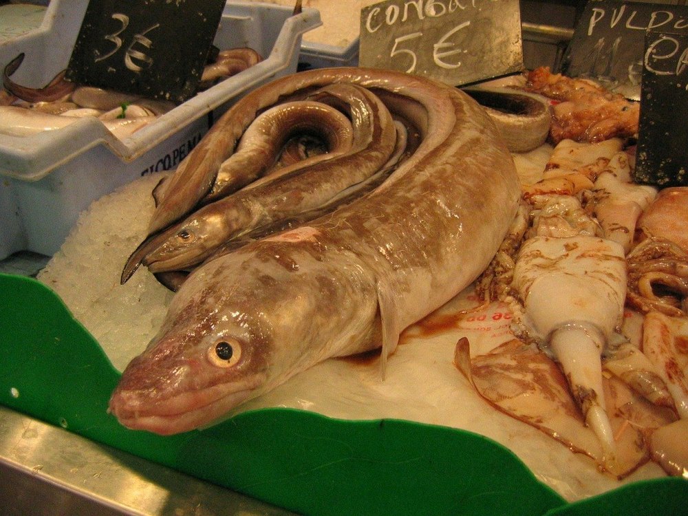 Freshwater Eels, Packaging Type: Thermocol Ice Box