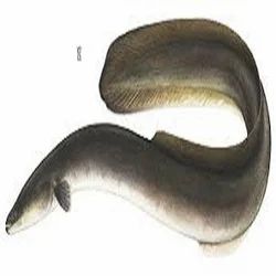 Eel Fish