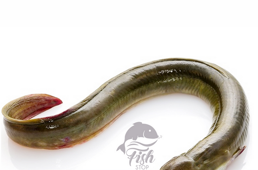 Eel Fish