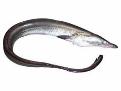 Eel Fish