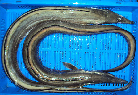Black Eel Fish