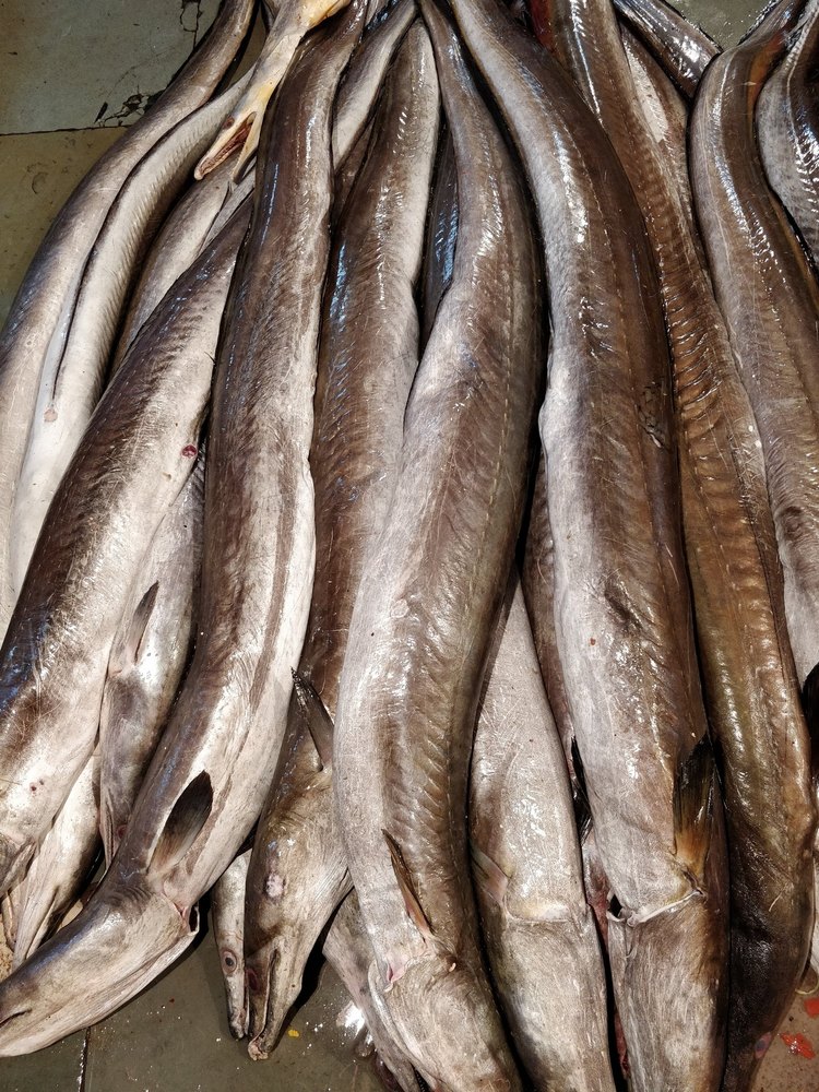 Black Eel Fish, For Restaurant