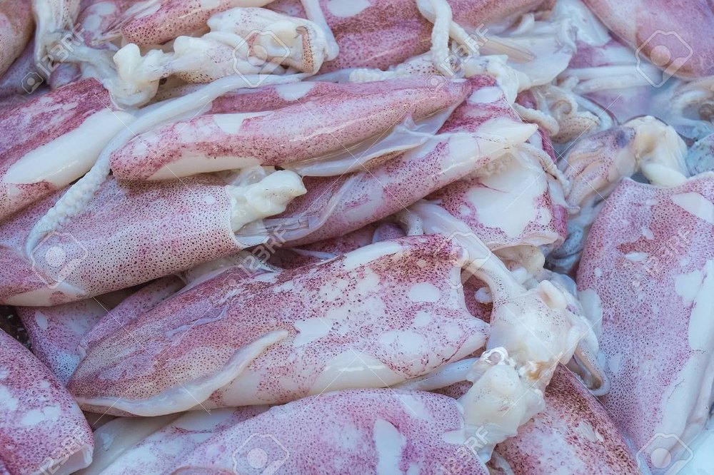 frozen Squid Tubes, For Restaurant, Grade: Medium