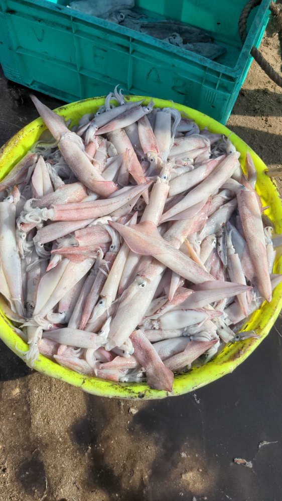White Squid Seafood, 1 kg, Packaging Type: Thermocol Box