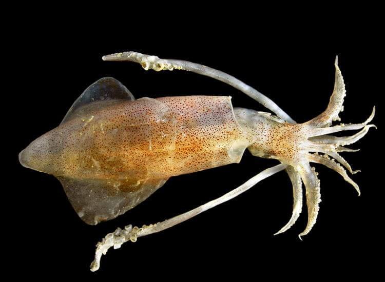 Fresh Chill Squid, For Home, Restaurant