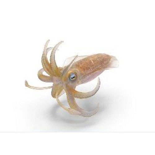 Prawns Box Squid Cephalopod Fish, Grade: M