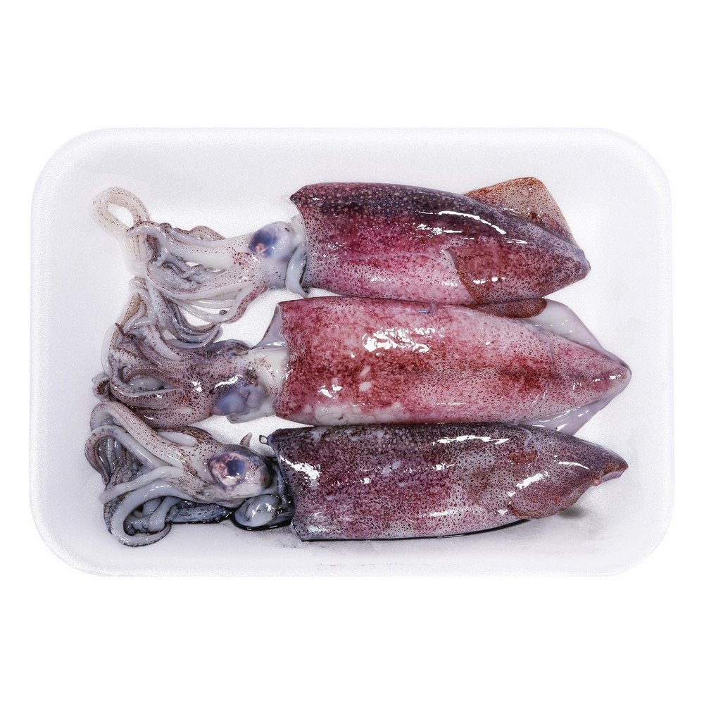 Fresh Squid
