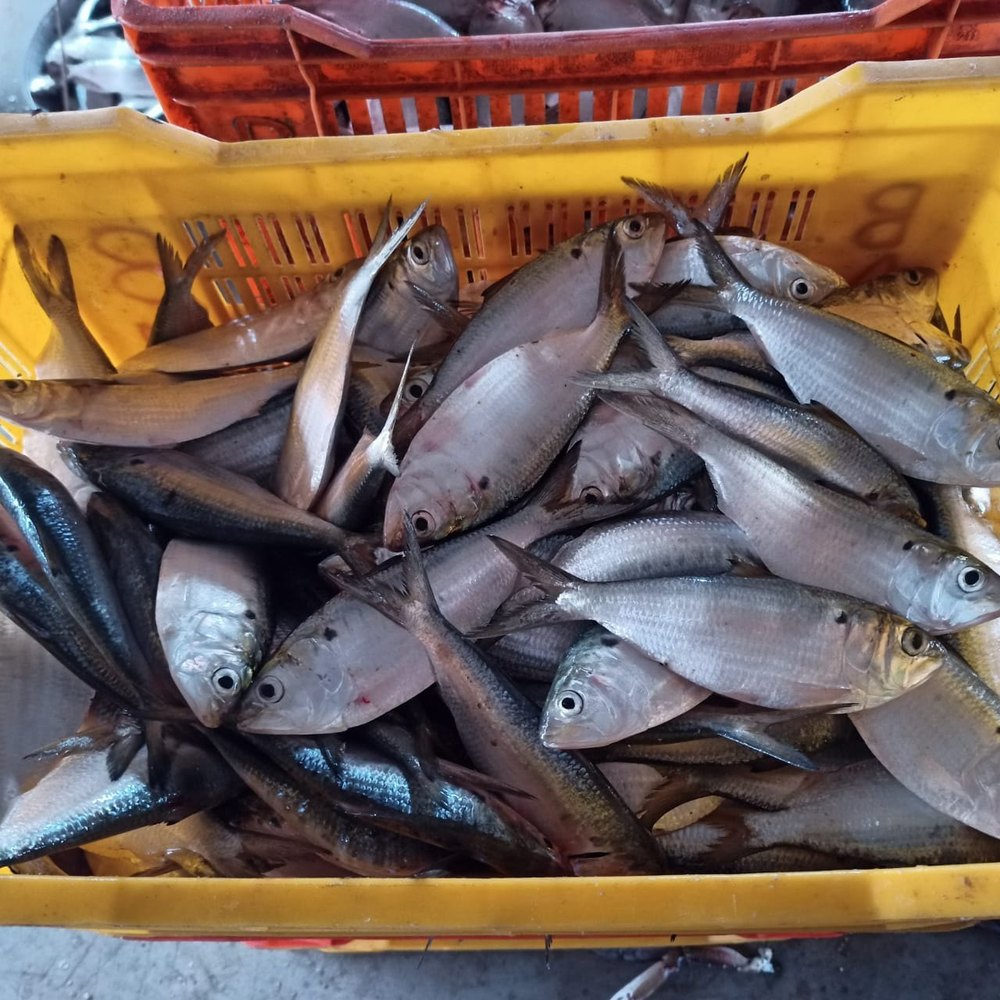 Aaa SPOTED SARDINE, 6-8 PC Per KG, Packaging Type: Box With Cilled Ice