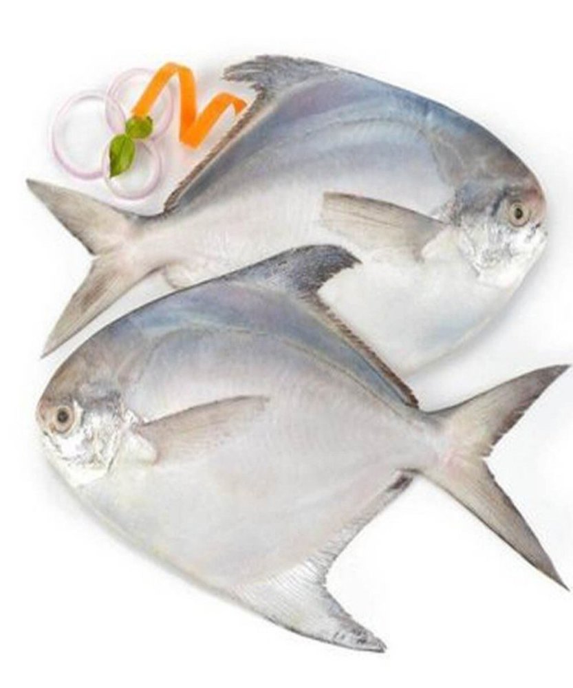 Fresh Frozen Silver Pomfret
