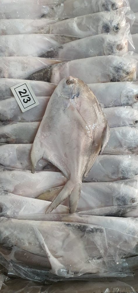 Frozen Silver Pomfret Fish, Packaging Size: 10 kg