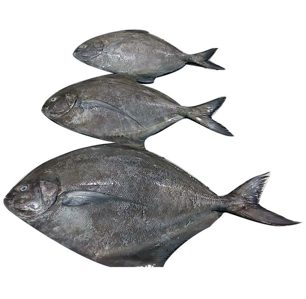 Whole Frozen Black Pomfret Halwa Fish