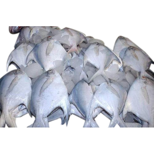Frozen Pomfret Fish, Packaging Type: Iqf Packet