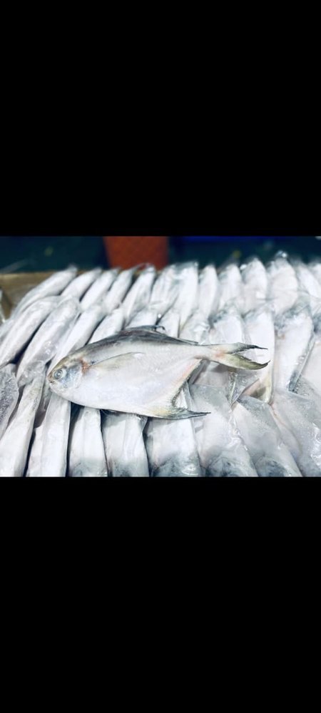 Frozen White Pomfret
