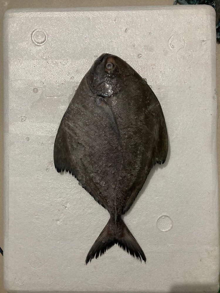 Fresh 3Kg Black Pomfret Fish