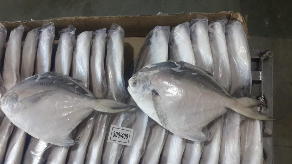 Frozen Silver Pomfret Fish 80/100, -18 Degreec