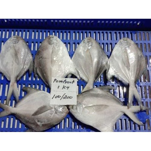 Frozen Silver Pomfret