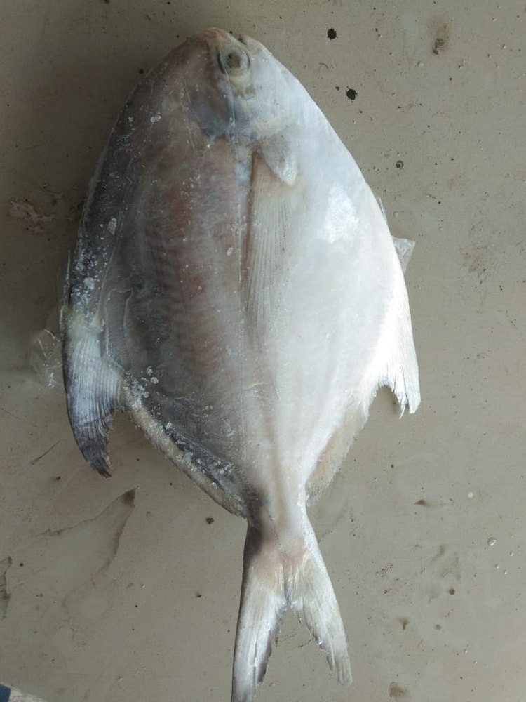 Frozen Silver Pomfret, Packaging Type: Thermocol Box