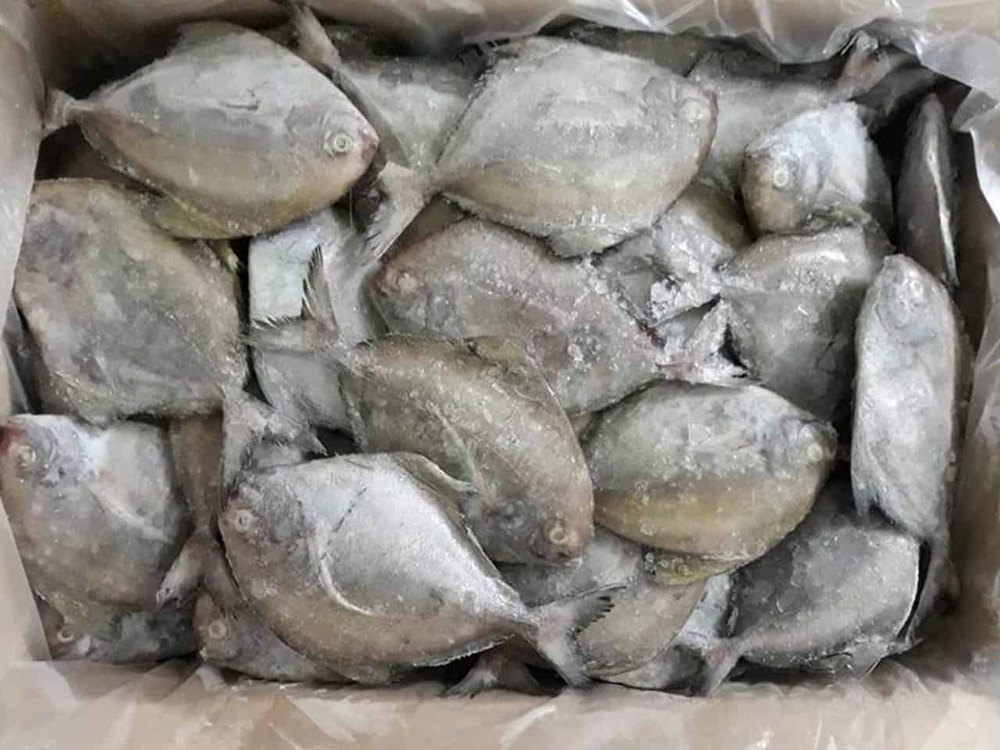Aradhya Foods Frozen Silver Pomfret Fish, Packaging Type: Loose