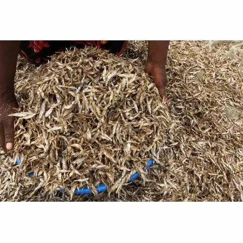 Silver Ppf Fresh Dry Fish, 50kg, 3 Months, Packaging Type: Jute Bag