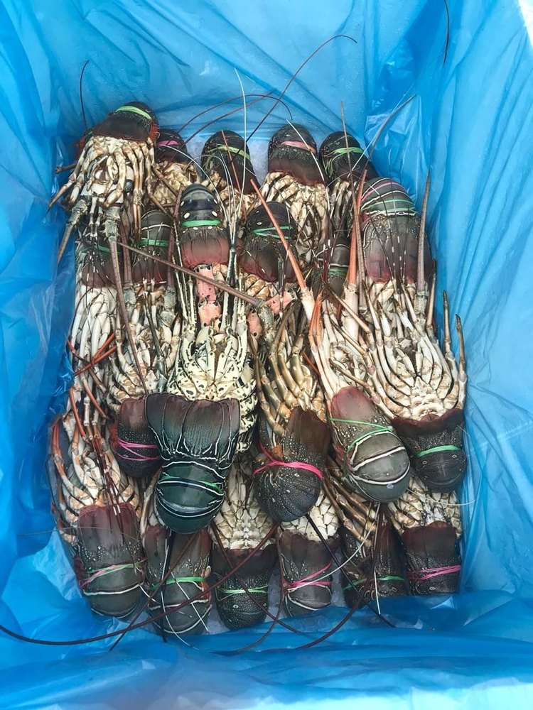 Frozen rock Lobster, Packaging Type: Loose