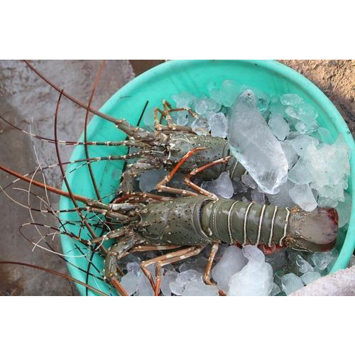 Spiny Rock Lobsters