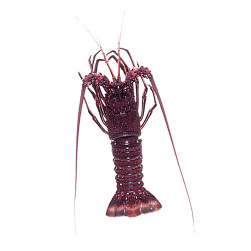 Rock Lobster