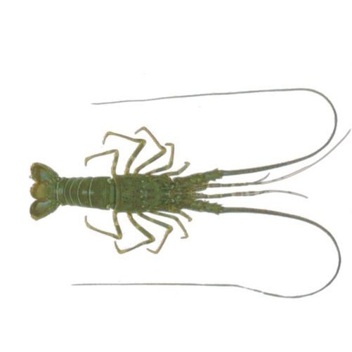 Rock Lobster