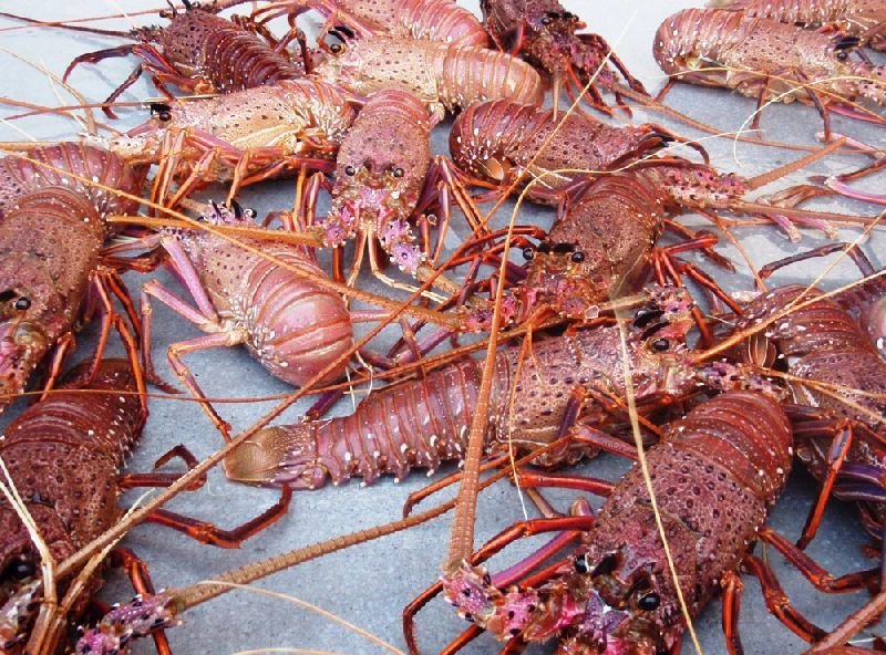Rad Frozen Lobster American Lobster, Rock Lobster And Spiny Lobster, , Packaging Type: Packet