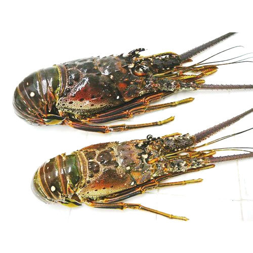 Rock Lobster, for Restaurant, Packaging Type: Thermocol Box