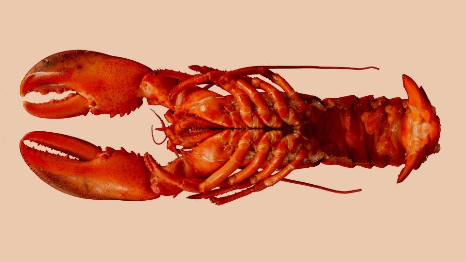 Rock Lobster, For Restaurant, Packaging Type: Thermocol Box