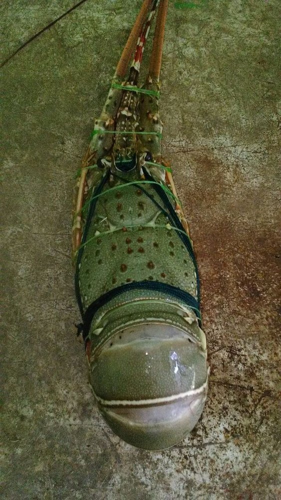Rock Lobster, Packaging Type: Plastic Bag