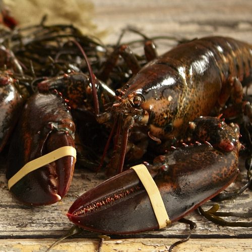 Rock Lobster