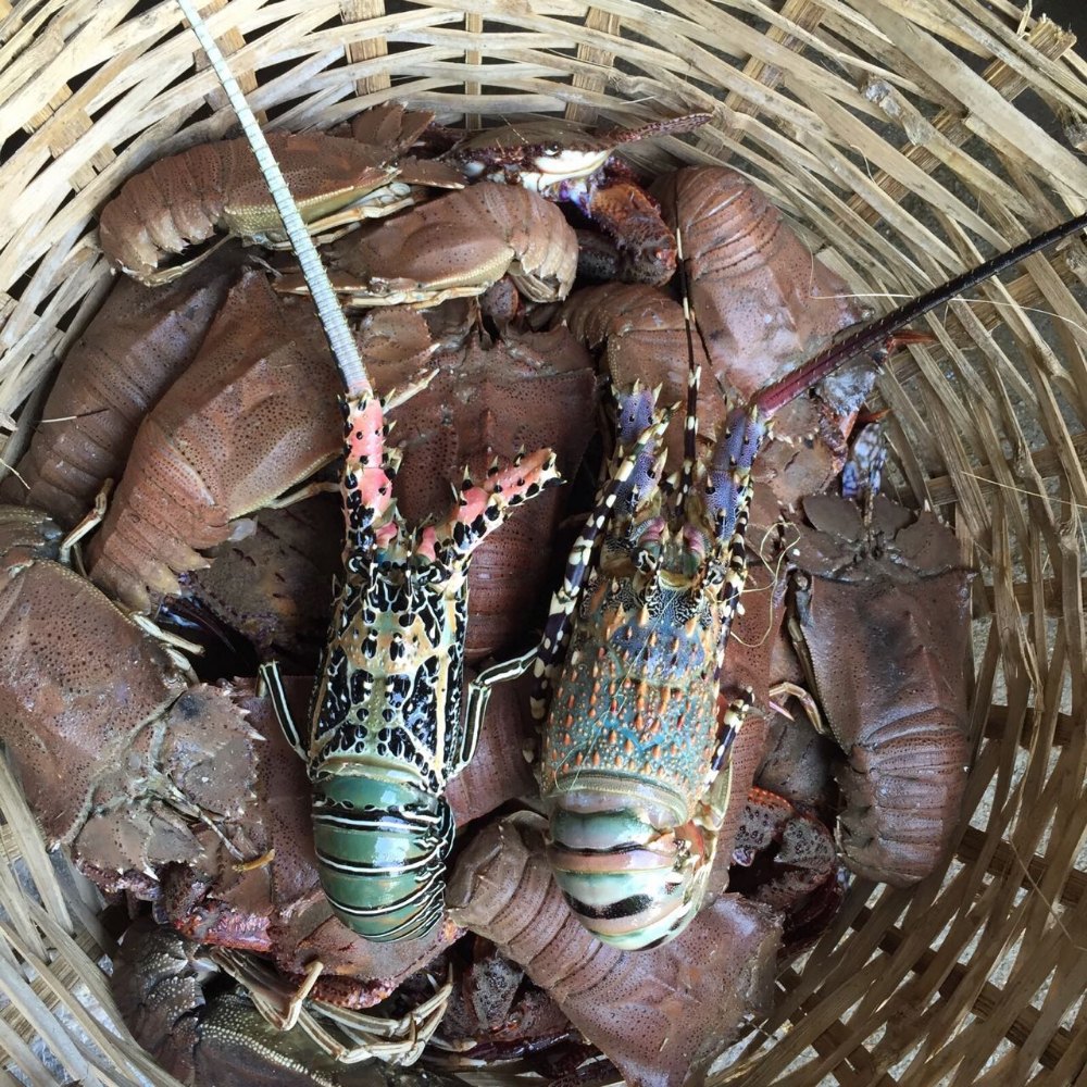 Frozen Rock Lobster, For Restaurant
