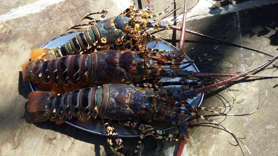 natural Spiny Rock Lobster for sale.........worldwide exporter, 10kg