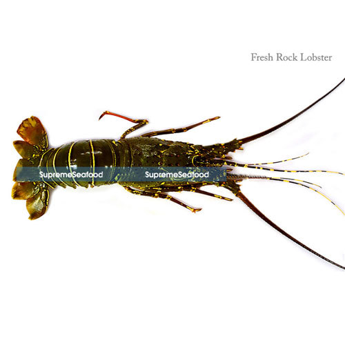 Fresh Rock Lobster, Usage: Restaurant, Household, Mess