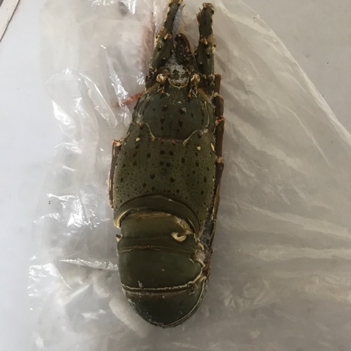 Southern Rock Lobster, For Restaurant And Household