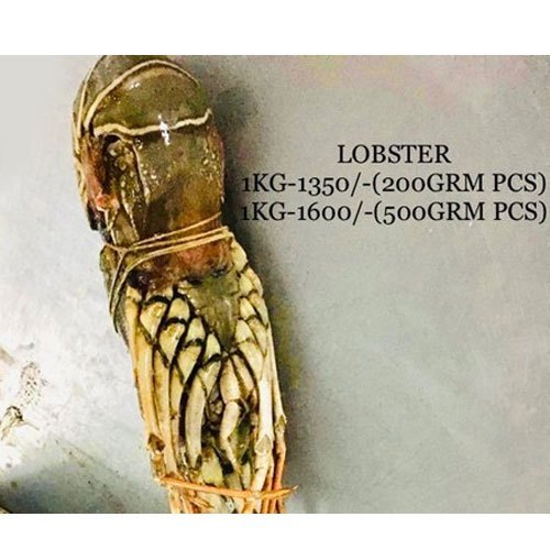Frozen Rock Lobster, For Restaurant, Mess, Packaging Type: Packet