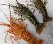 Rock Lobster\'s