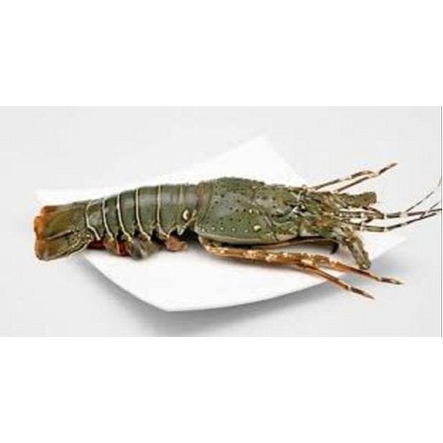 Frozen Lobster, Packaging Type: Thermocol Box, Iqf