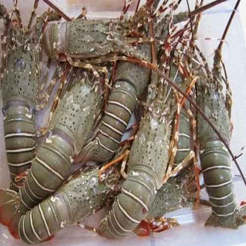 Ocean\'s Real Frozen Lobster, Iqf, Packaging Type: Iwp