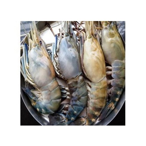 Frozen Lobster