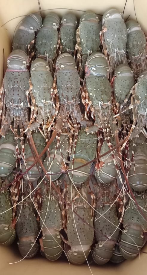 Green Frozen Lobster, -18 Degreec, 1 Kg