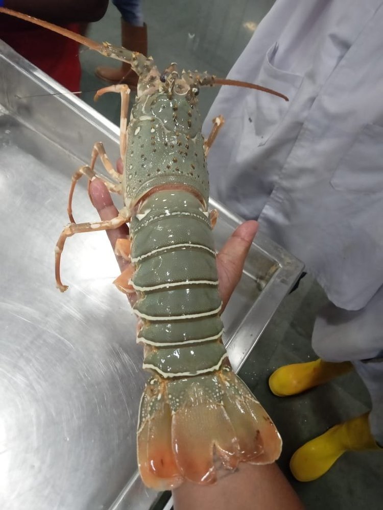 Green Lobster Fresh And Frozen, Packaging Type: Thermocol Box, 1kg