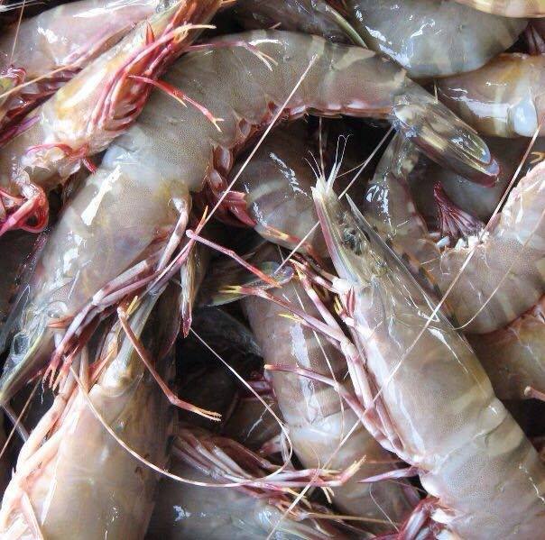 Tanzanian Live & frozen lobster and mud crabs