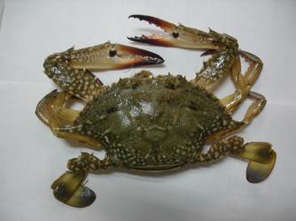 Crab