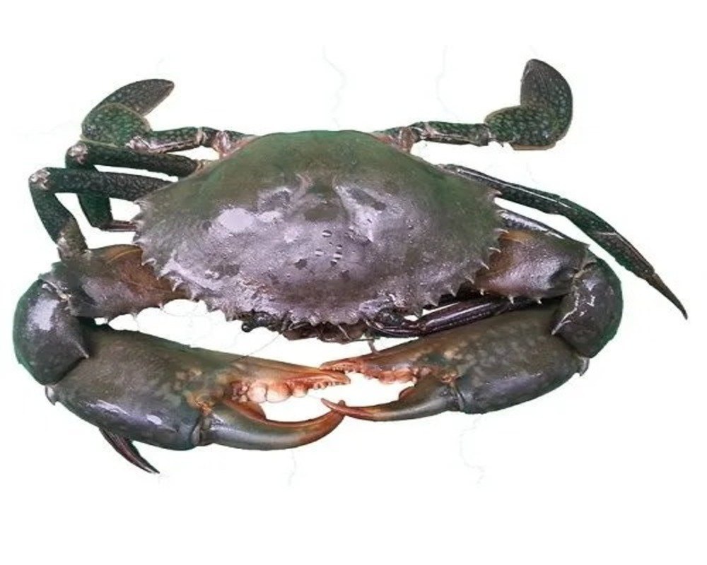 Black Live Mud Crab, For Restaurant, Packaging Type: Thermocol Box