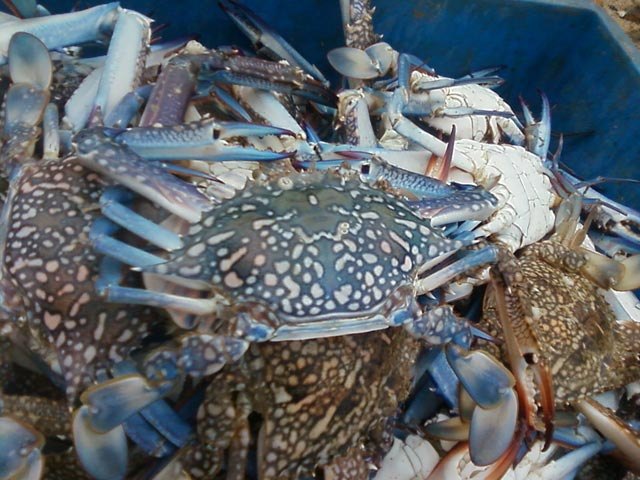 Frozen Blue Swim Crab 200/300, -18 Degreec