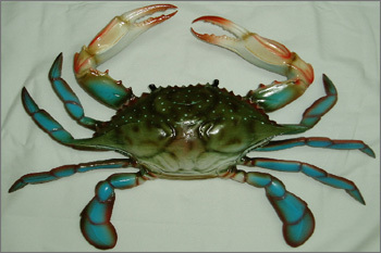 Crabs