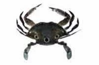 Whole Cut Crab Sea Food