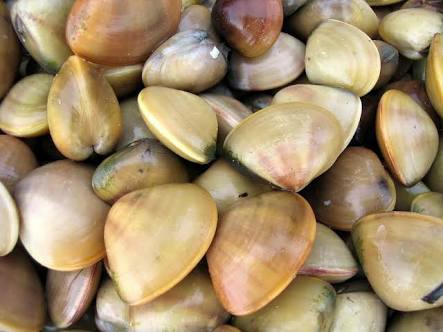 Yellow Clams, For Restaurant, Packaging Type: Packet